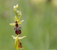 Fliegen-Ragwurz (Ophrys insectifera) 41.