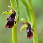 Fliegen-Ragwurz (Ophrys insectifera)