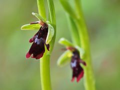 Fliegen-Ragwurz (Ophrys insectifera)