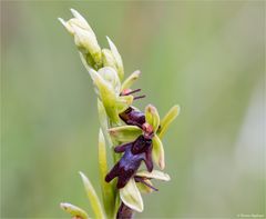 Fliegen-Ragwurz (Ophrys insectifera)