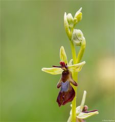 Fliegen-Ragwurz (Ophrys insectifera) 44