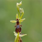 Fliegen-Ragwurz (Ophrys insectifera) 47