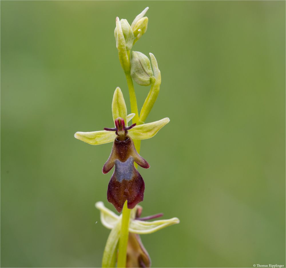 Fliegen-Ragwurz (Ophrys insectifera) 47