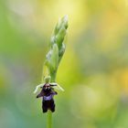 Fliegen-Ragwurz (Ophrys insectifera)