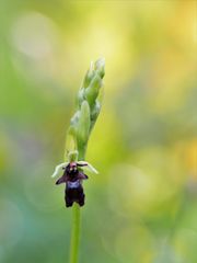 Fliegen-Ragwurz (Ophrys insectifera)