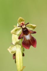 Fliegen-Ragwurz (Ophrys insectifera)