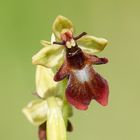 Fliegen-Ragwurz (Ophrys insectifera)