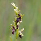 Fliegen-Ragwurz (Ophrys insectifera)