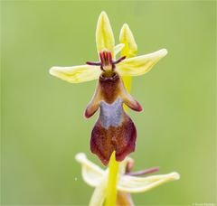 Fliegen-Ragwurz (Ophrys insectifera)