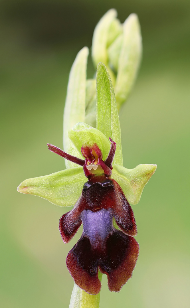 Fliegen-Ragwurz (Ophrys insectifera)