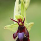 Fliegen-Ragwurz (Ophrys insectifera)