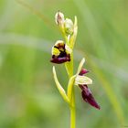 Fliegen-Ragwurz (Ophrys insectifera) 71