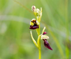 Fliegen-Ragwurz (Ophrys insectifera) 71