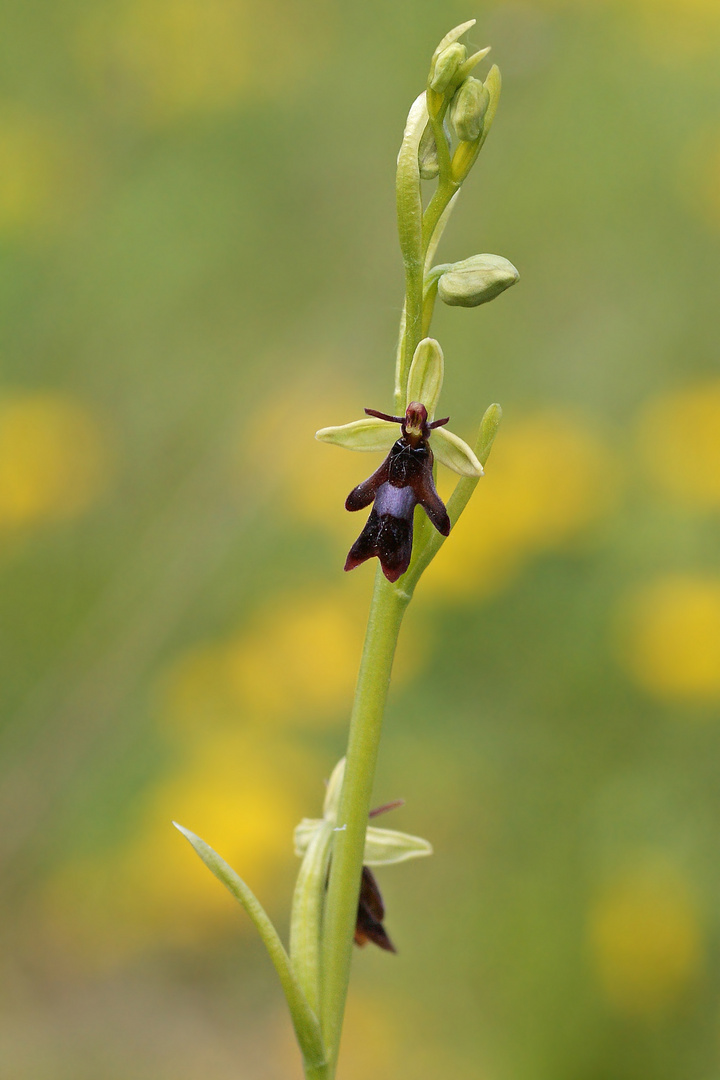 Fliegen-Ragwurz (Ophrys insectifera)