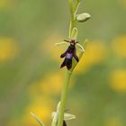 Fliegen-Ragwurz (Ophrys insectifera)