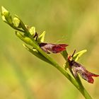 Fliegen Ragwurz (Ophrys insectifera)