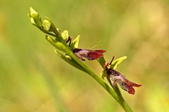 Fliegen Ragwurz (Ophrys insectifera)