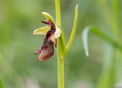 Fliegen-Ragwurz (Ophrys insectifera)