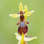 Fliegen-Ragwurz (Ophrys insectifera) 9852