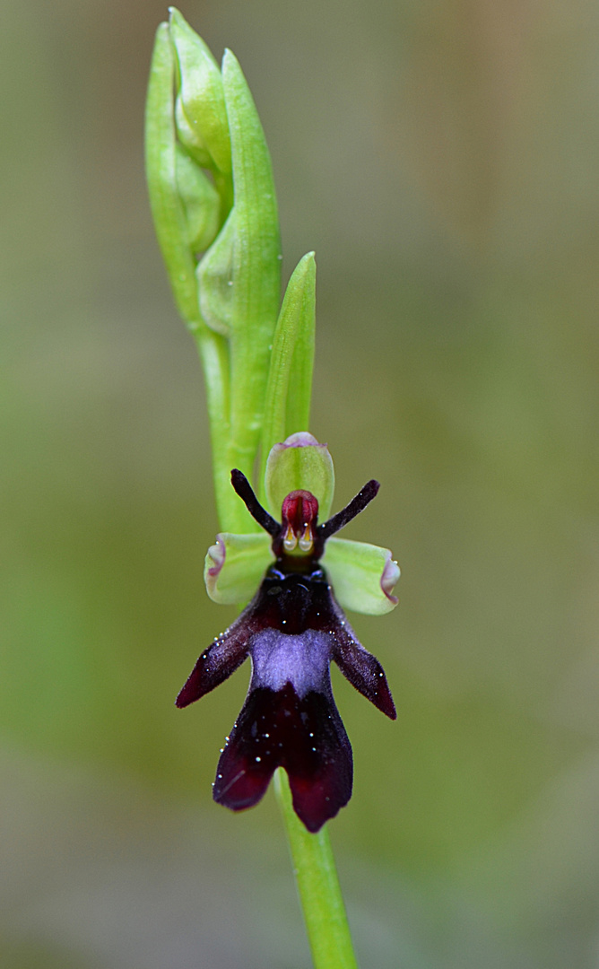 Fliegen-Ragwurz (Ophrys insectifera)