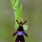 Fliegen-Ragwurz (Ophrys insectifera)