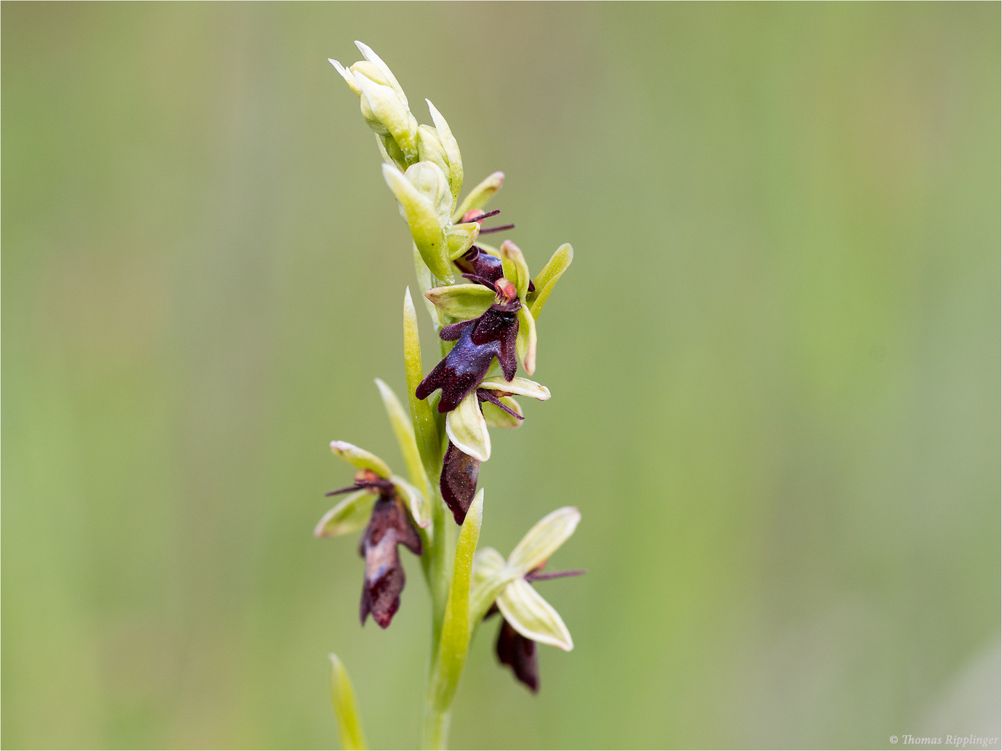 Fliegen-Ragwurz (Ophrys insectifera) . -