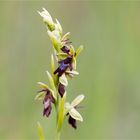 Fliegen-Ragwurz (Ophrys insectifera) . -