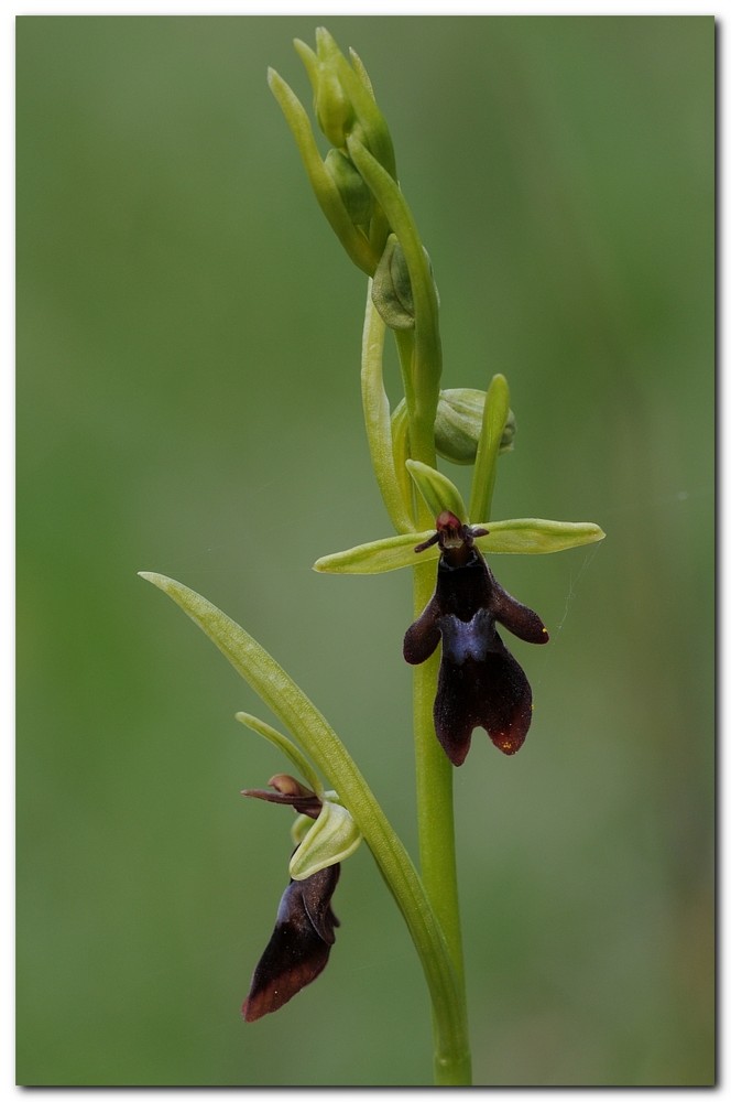 Fliegen-Ragwurz (Ophrys-insectifera)