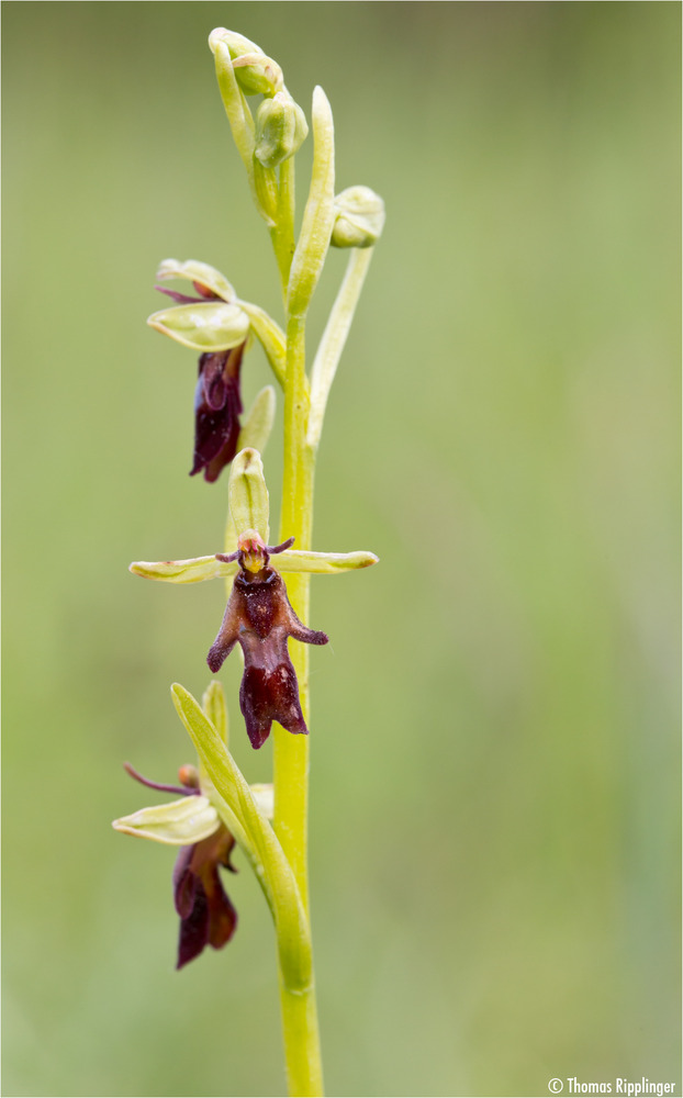 Fliegen-Ragwurz (Ophrys insectifera)