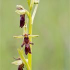 Fliegen-Ragwurz (Ophrys insectifera)