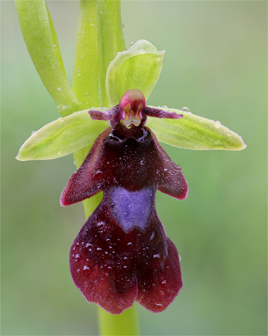 Fliegen-Ragwurz (Ophrys insectifera)