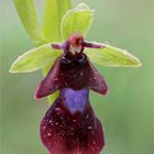 Fliegen-Ragwurz (Ophrys insectifera)