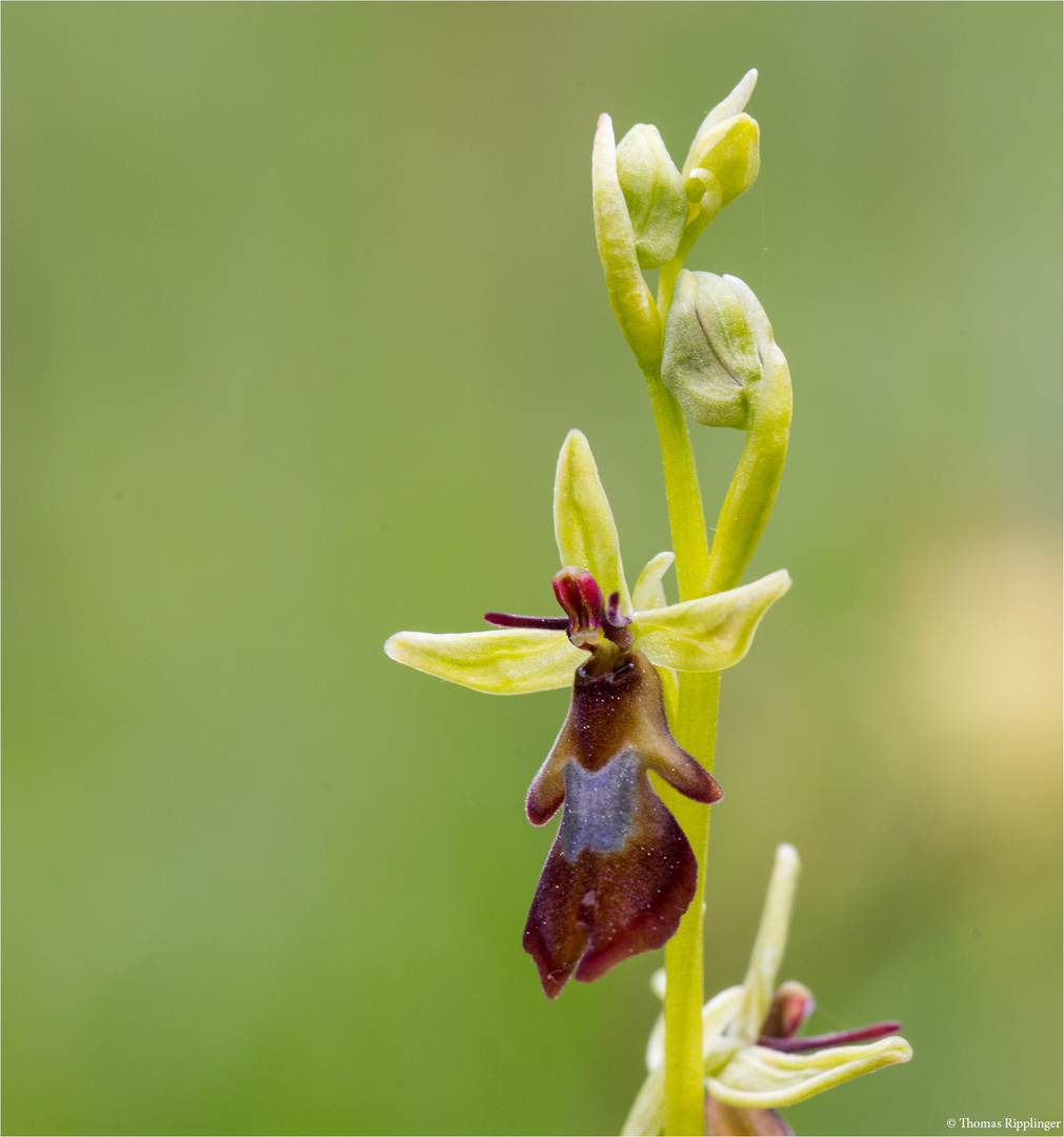 Fliegen-Ragwurz (Ophrys insectifera)