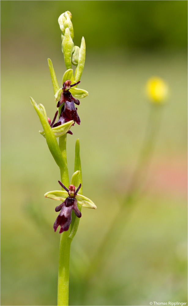 Fliegen-Ragwurz (Ophrys insectifera)-...,