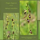 Fliegen-Ragwurz (Ophrys insectifera).
