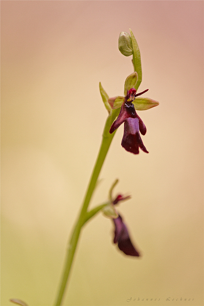 Fliegen-Ragwurz (Ophrys insectifera)