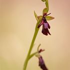 Fliegen-Ragwurz (Ophrys insectifera)