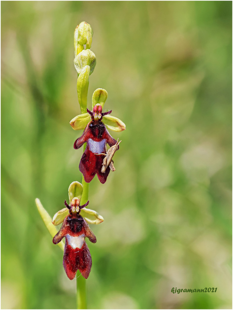 fliegen-ragwurz (ophrys insectifera) ....