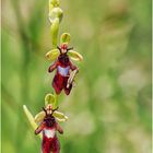 fliegen-ragwurz (ophrys insectifera) ....