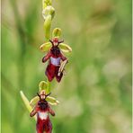 fliegen-ragwurz (ophrys insectifera) ....