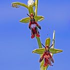 Fliegen-Ragwurz (Ophrys insectifera)