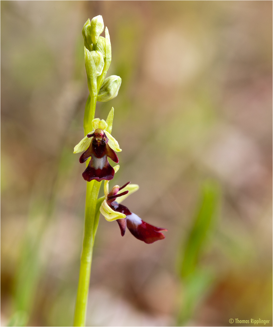 Fliegen-Ragwurz (Ophrys insectifera)