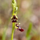 Fliegen-Ragwurz (Ophrys insectifera)