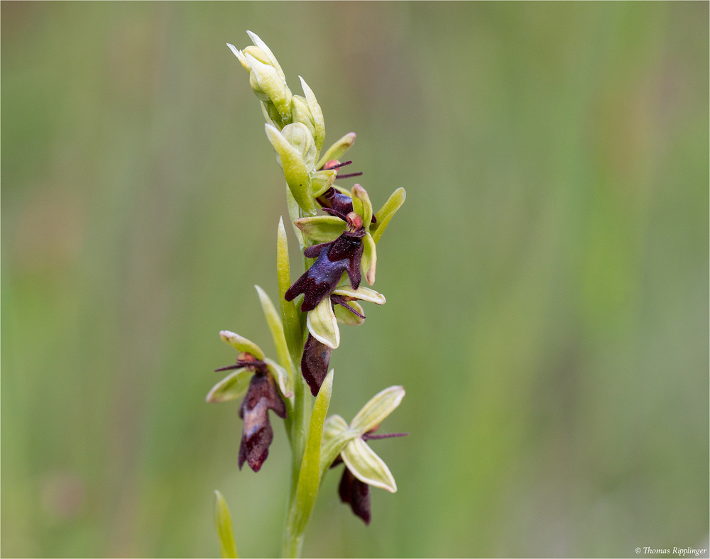 Fliegen-Ragwurz (Ophrys insectifera)