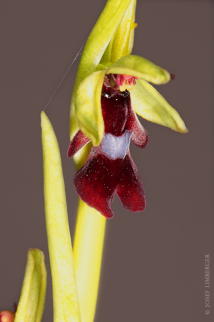  Fliegen-Ragwurz (Ophrys insectifera) Copyright Josef Limberger Micheldorf OÖ. 09-05.2023 