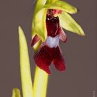  Fliegen-Ragwurz (Ophrys insectifera) Copyright Josef Limberger Micheldorf OÖ. 09-05.2023 