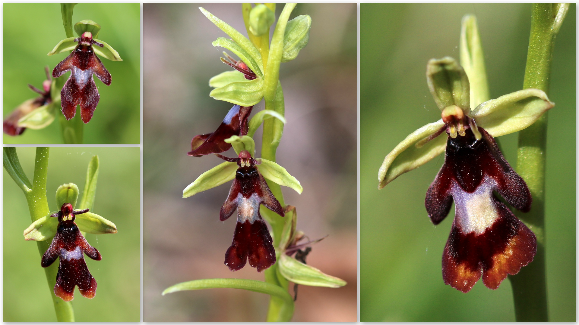 Fliegen-Ragwurz (Ophrys insectifera).