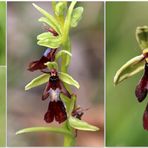 Fliegen-Ragwurz (Ophrys insectifera).