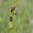 Fliegen-Ragwurz (Ophrys insectifera) .