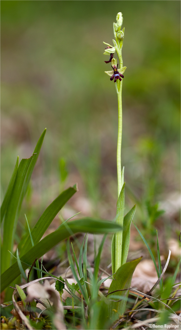 Fliegen-Ragwurz (Ophrys insectifera). .